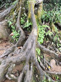 Close-up of tree trunk