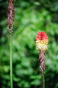 Close-up of flowers against blurred background