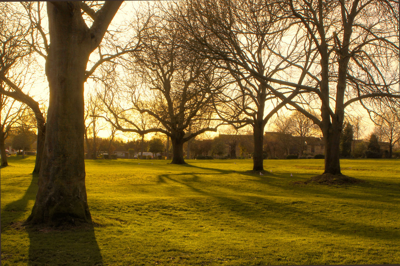 BARE TREES ON FIELD