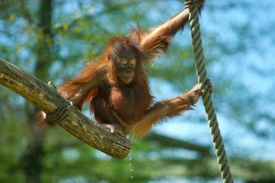 Close-up of monkey hanging on branch