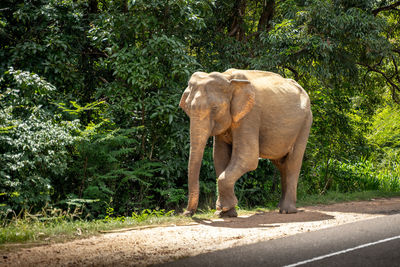 Elephant in forest