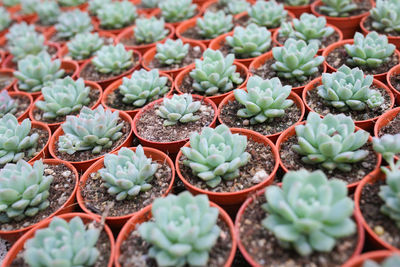 High angle view of potted plants