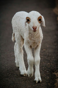 Portrait of sheep standing on field