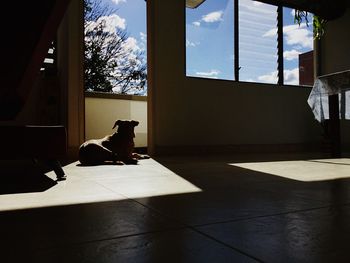 Cat sitting on floor at home