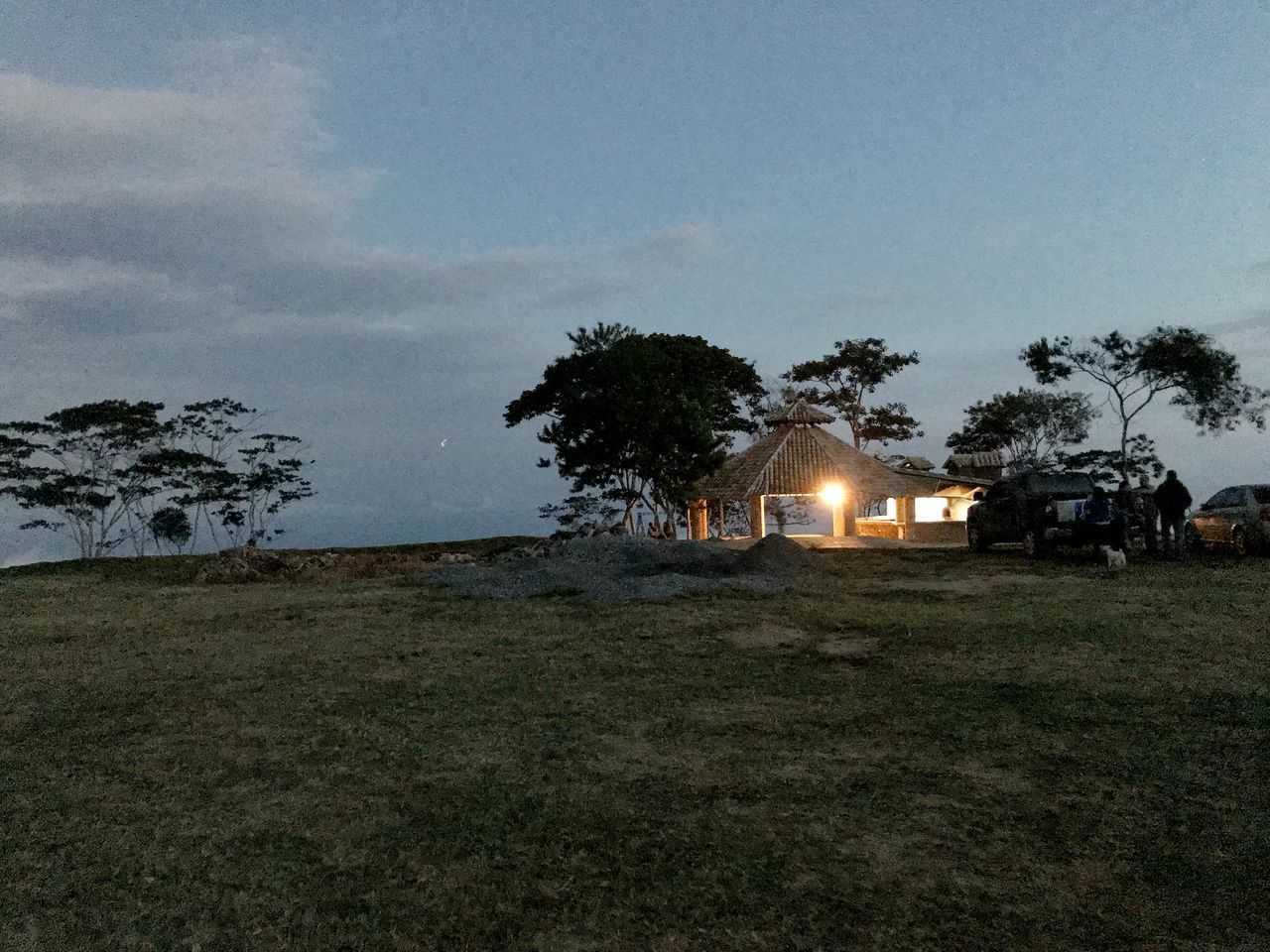 TREES ON FIELD AT NIGHT