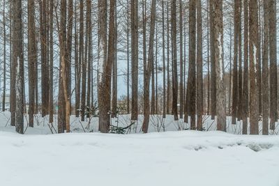 Trees in forest during winter