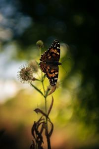 Close-up of butterfly pollinating on flower