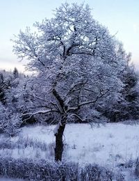 bare tree