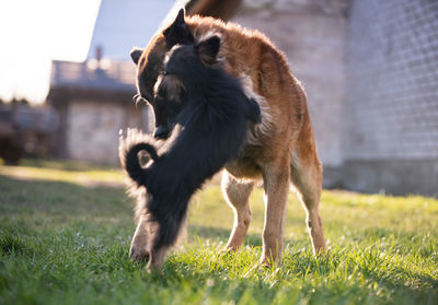 Full length of a dog on field