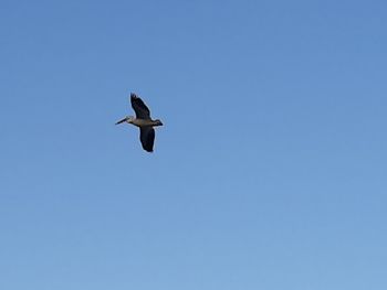 Low angle view of bird flying in sky