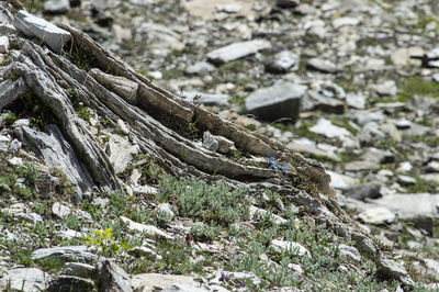 Close-up of lizard on rock