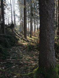 Trees growing in forest