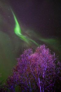 Low angle view of purple flowering plants against sky at night