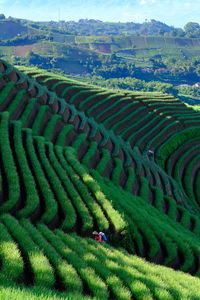 Terracing majalengka indonesia