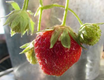 Close-up of strawberry growing on plant