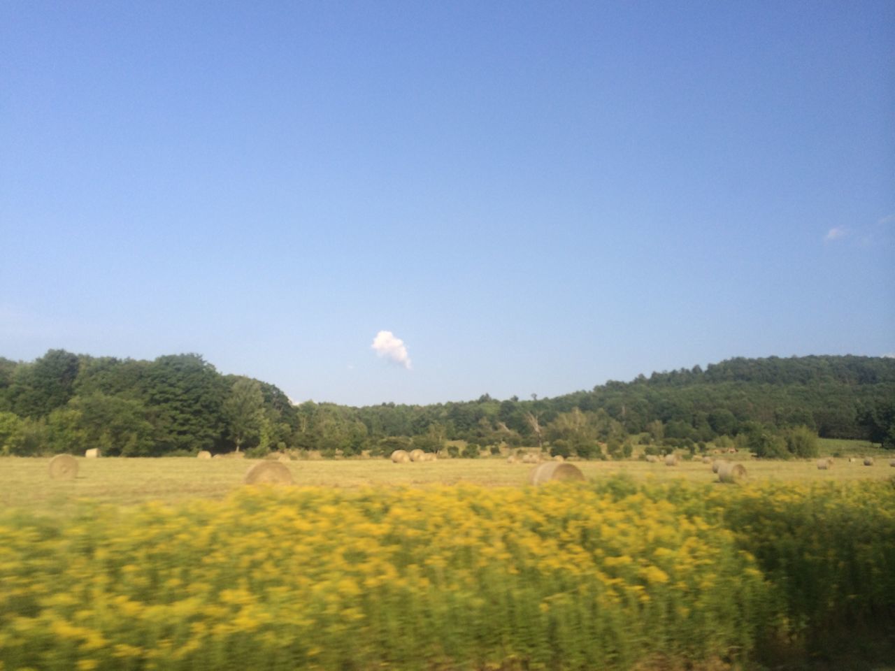 flower, field, beauty in nature, landscape, tranquil scene, growth, tranquility, nature, clear sky, blue, scenics, sky, rural scene, copy space, tree, plant, agriculture, freshness, yellow, blooming