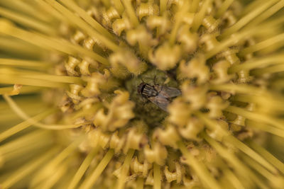 High angle close-up of bee on yellow flower