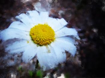 Close-up of dandelion