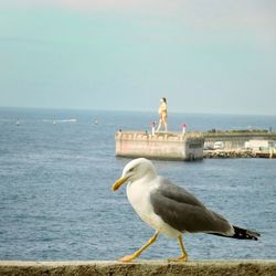 Seagull flying over sea