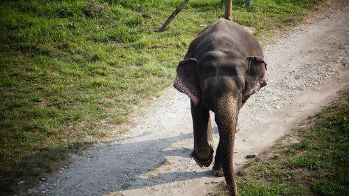 Side view of elephant walking on road