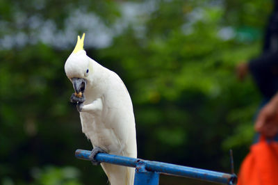 Parrot bird perching on the iron rod photo