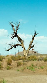 Bare tree on field against sky