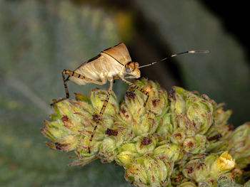 Close-up of insect on flower