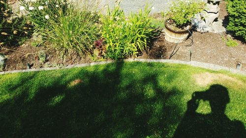 High angle view of shadow on grassy field by trees