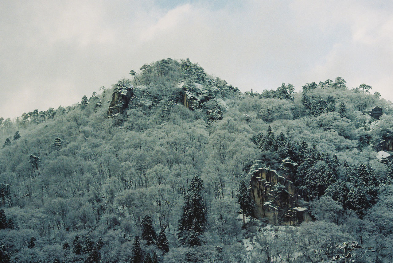 nature, tree, mountain, plant, snow, sky, winter, forest, cloud, environment, land, pinaceae, coniferous tree, wilderness, beauty in nature, scenics - nature, mountain range, pine tree, no people, landscape, pine woodland, cold temperature, ridge, tranquility, non-urban scene, outdoors, growth, day, tranquil scene, travel destinations, travel, frost