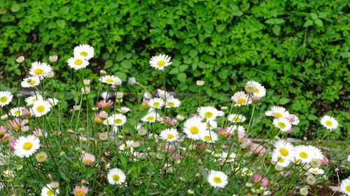 White flowers blooming in spring