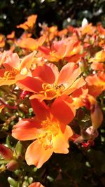 Close-up of orange flowering plant