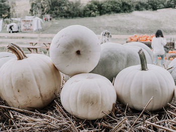 Close-up of pumpkins on field