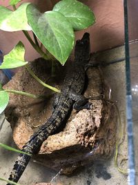 High angle view of lizard