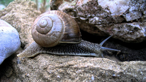 Close-up of snail on rock