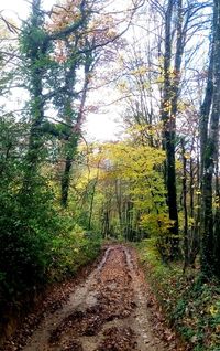 Dirt road amidst trees against sky