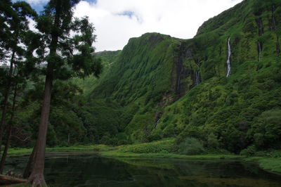 Scenic view of forest against sky