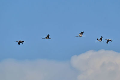 Low angle view of birds flying in sky
