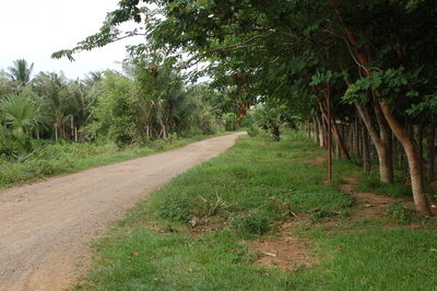 Road passing through forest