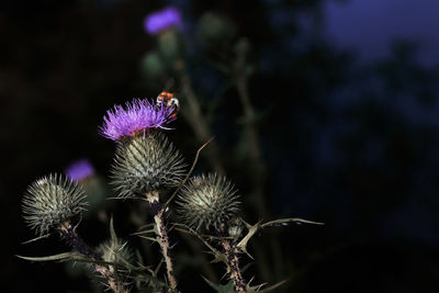 Close-up of thistle flowers