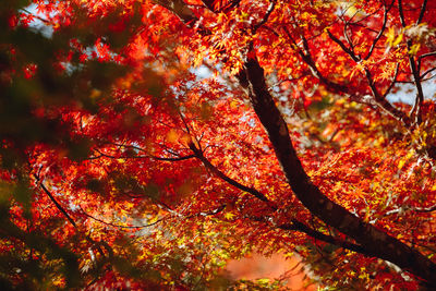 Low angle view of maple tree