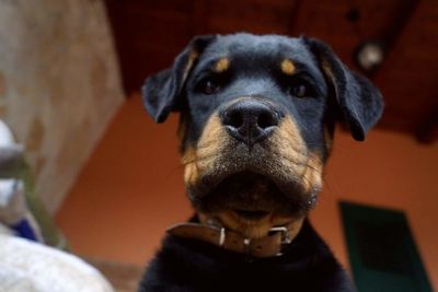 Close-up portrait of dog