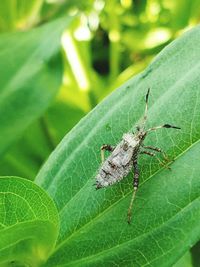 Close-up of insect on plant