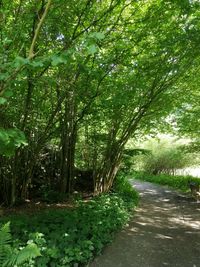 Footpath amidst trees in forest