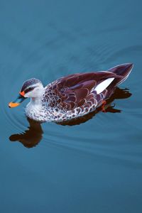 High angle view of fish swimming in lake
