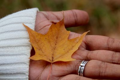 Midsection of man holding maple leaf during autumn