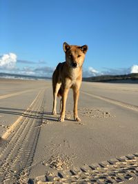 Australian dingo