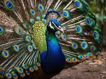 peacock