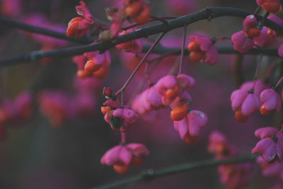 Close-up of berries growing on tree