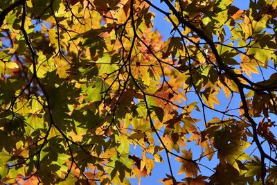 Low angle view of tree against sky