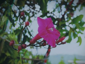 Close-up of pink flowers blooming outdoors